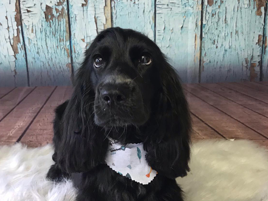 Blue Collar professional dog grooming 2