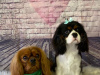 Blue Collar professional dog grooming 3
