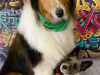 Blue Collar professional dog grooming 4