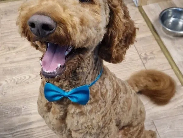 Mutz dog grooming 4