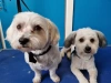 Mutz dog grooming 3
