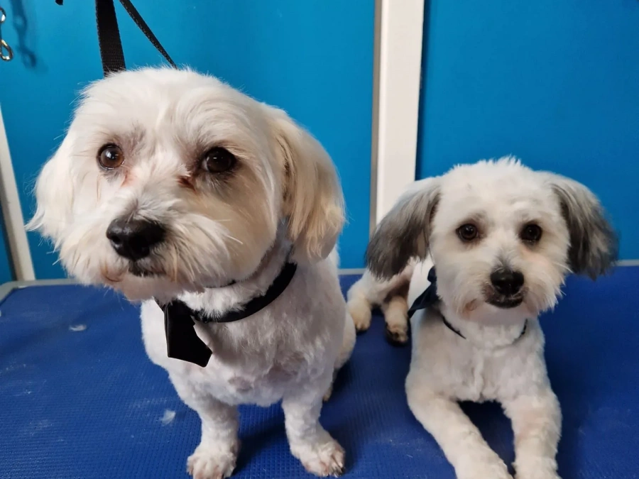 Mutz dog grooming 3