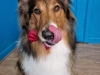 Mutz dog grooming 1