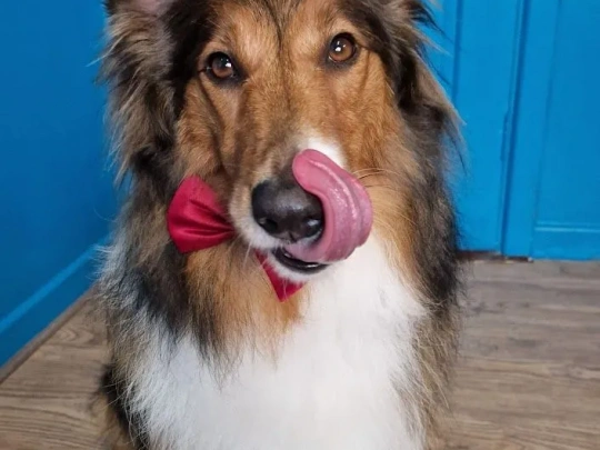 Mutz dog grooming