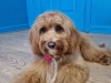 Mutz dog grooming 2