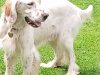 English setter. Ben. 1