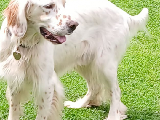 English setter. Ben.