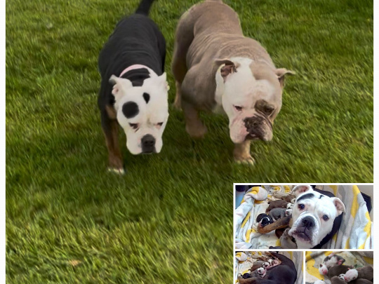 Triple colour old english bulldogs