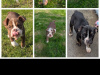 Triple colour old english bulldogs 2