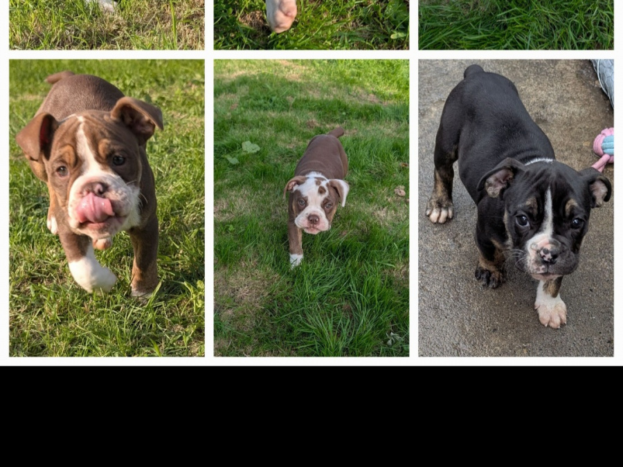 Triple colour old english bulldogs 2