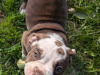 Triple colour old english bulldogs 3