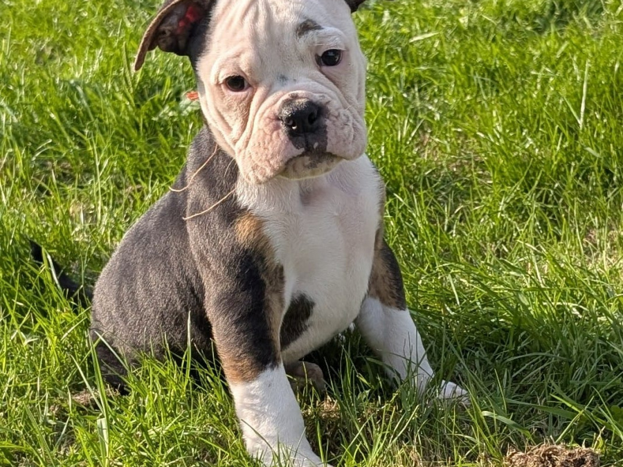Triple colour old english bulldogs 8