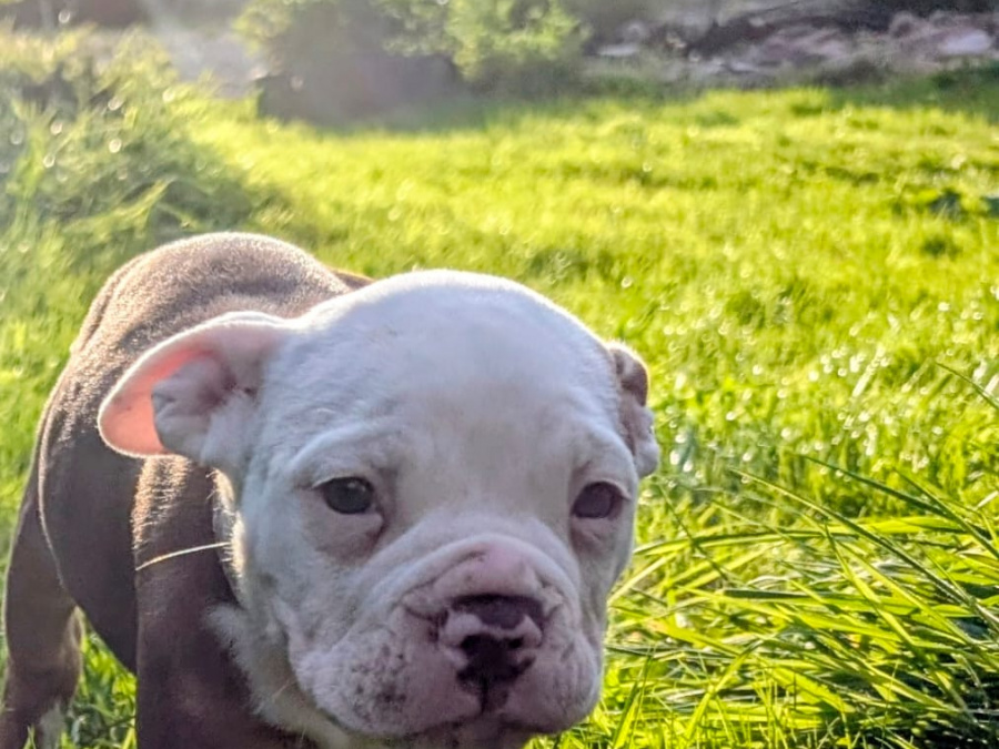 Triple colour old english bulldogs 4