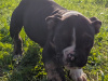Triple colour old english bulldogs 7