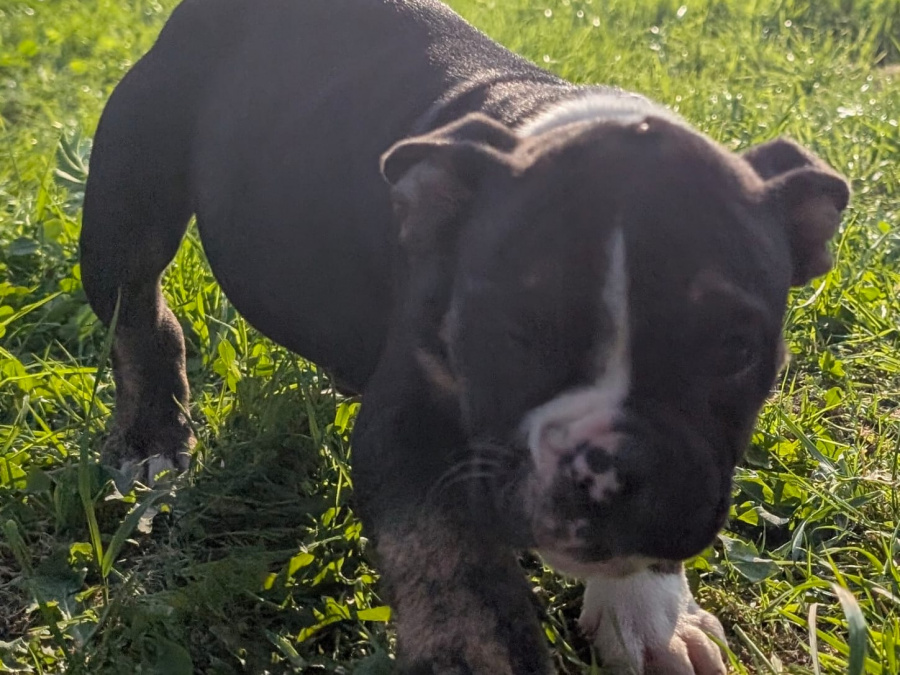 Triple colour old english bulldogs 7