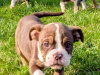 Triple colour old english bulldogs 6