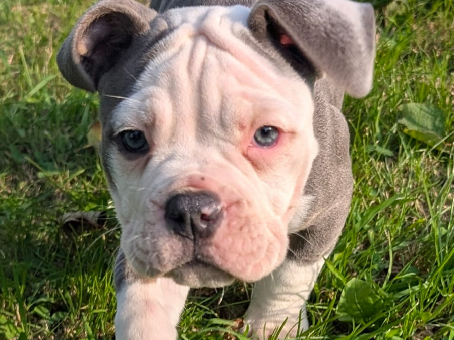 Triple colour old english bulldogs 5