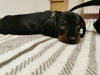 Beautiful dachsund for sale 1
