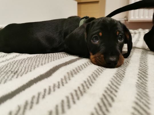 Beautiful dachsund for sale