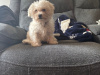 Bichon Frise Female pup 1