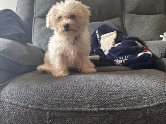 Bichon Frise Female pup