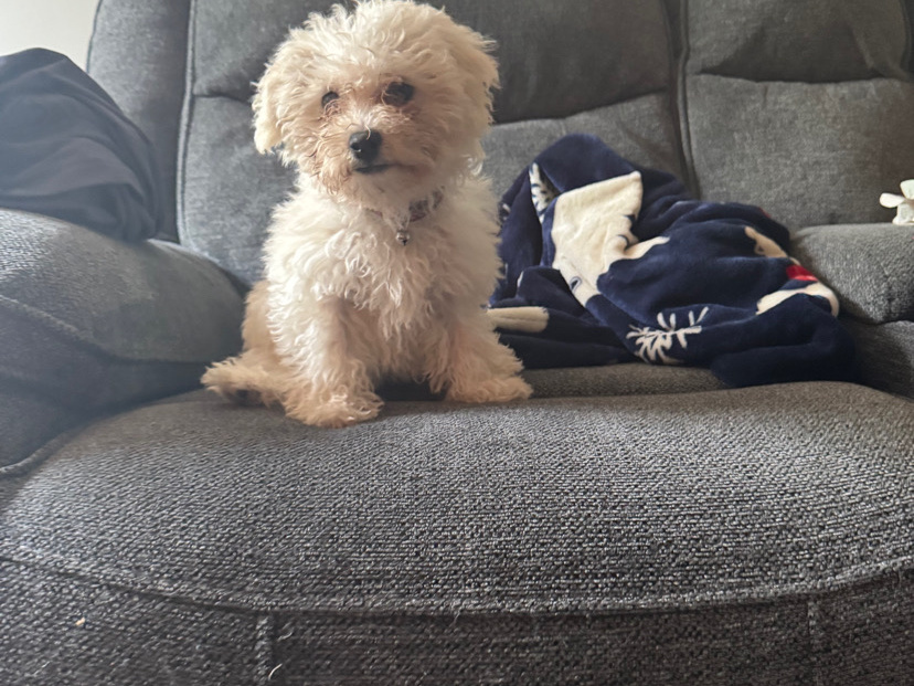 Bichon Frise Female pup 1