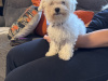 Bichon Frise Female pup 2