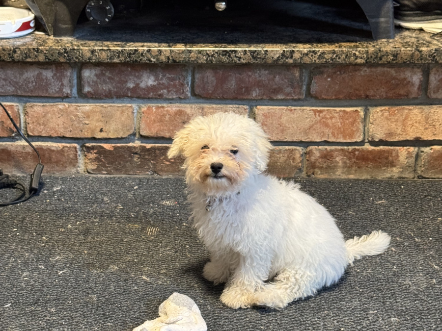 Bichon Frise Female pup 3