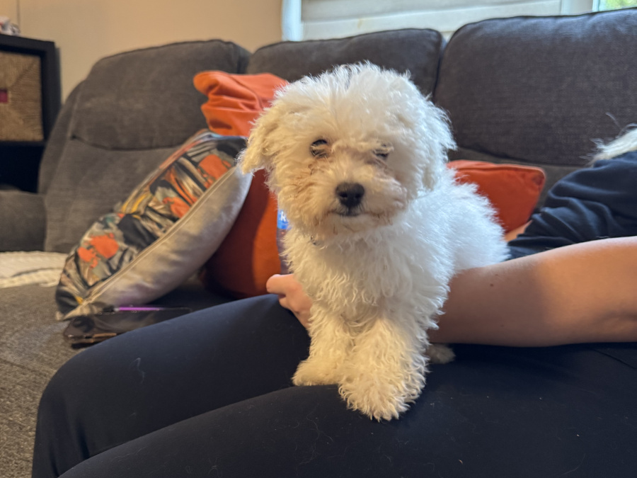 Bichon Frise Female pup 4