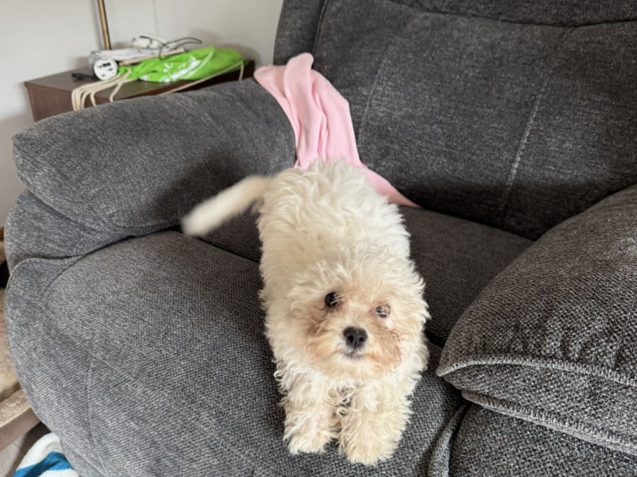 Bichon Frise Female pup 5