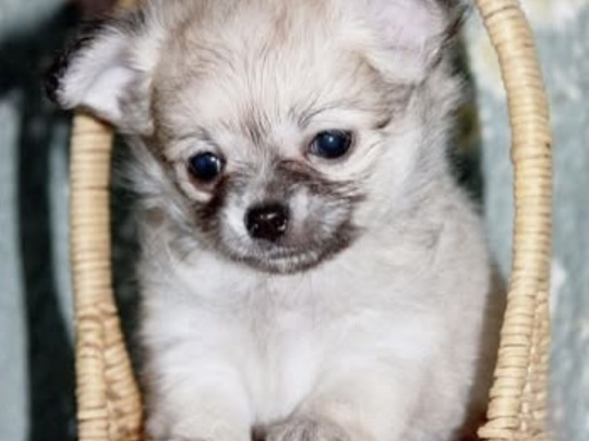 T cup chihuahuas