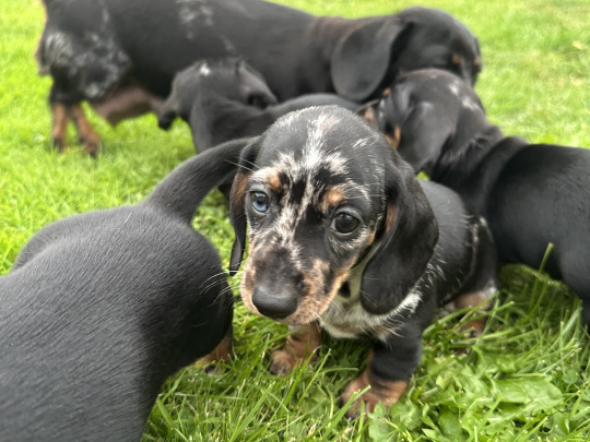 Dachshund for sale