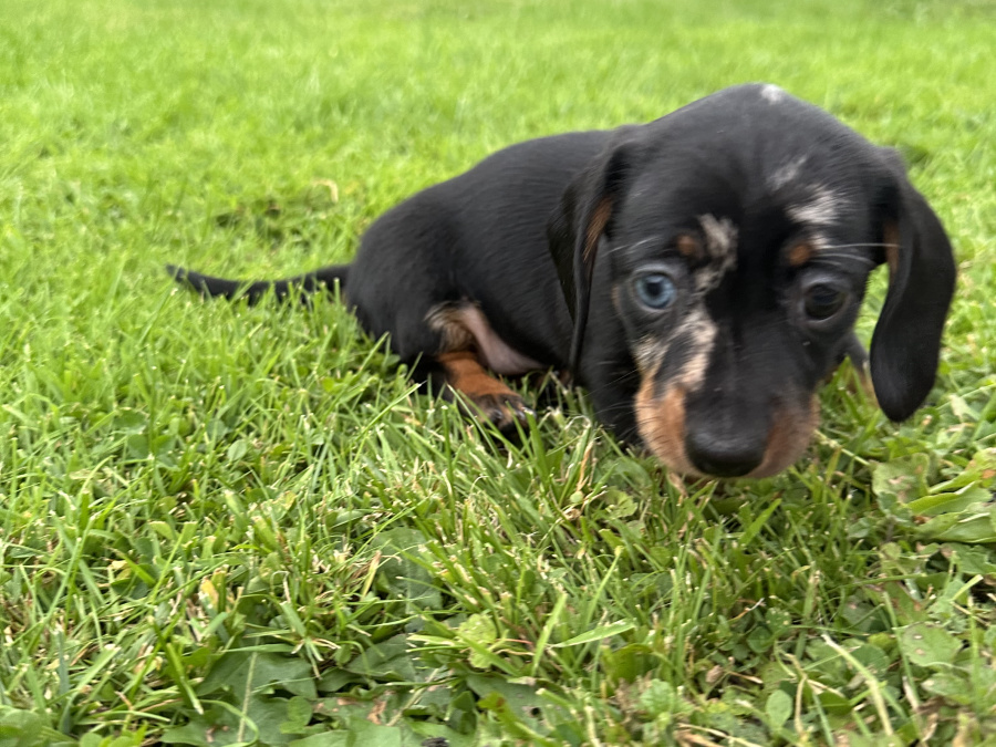 Dachshund for sale 2