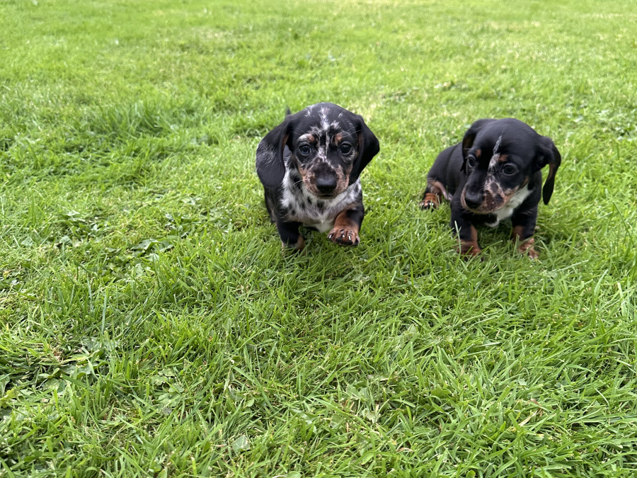Dachshund for sale 3