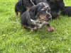 Dachshund for sale 4