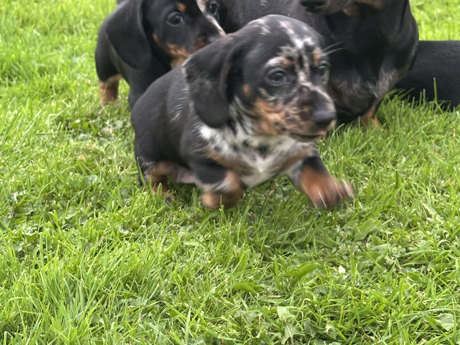 Dachshund for sale 4