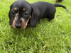 Dachshund for sale 5