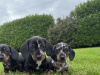 Dachshund for sale 6