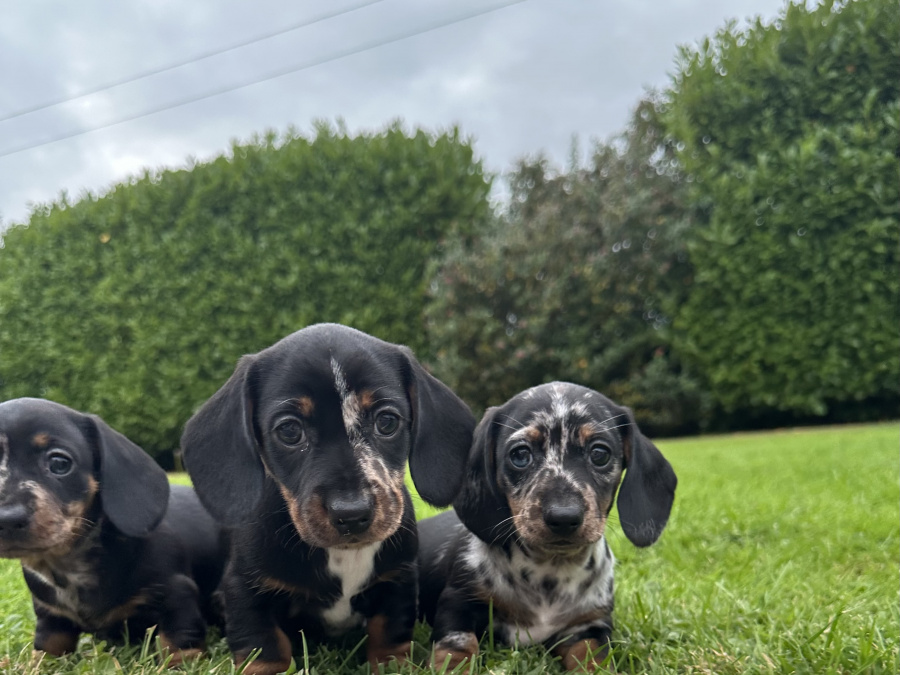 Dachshund for sale 6
