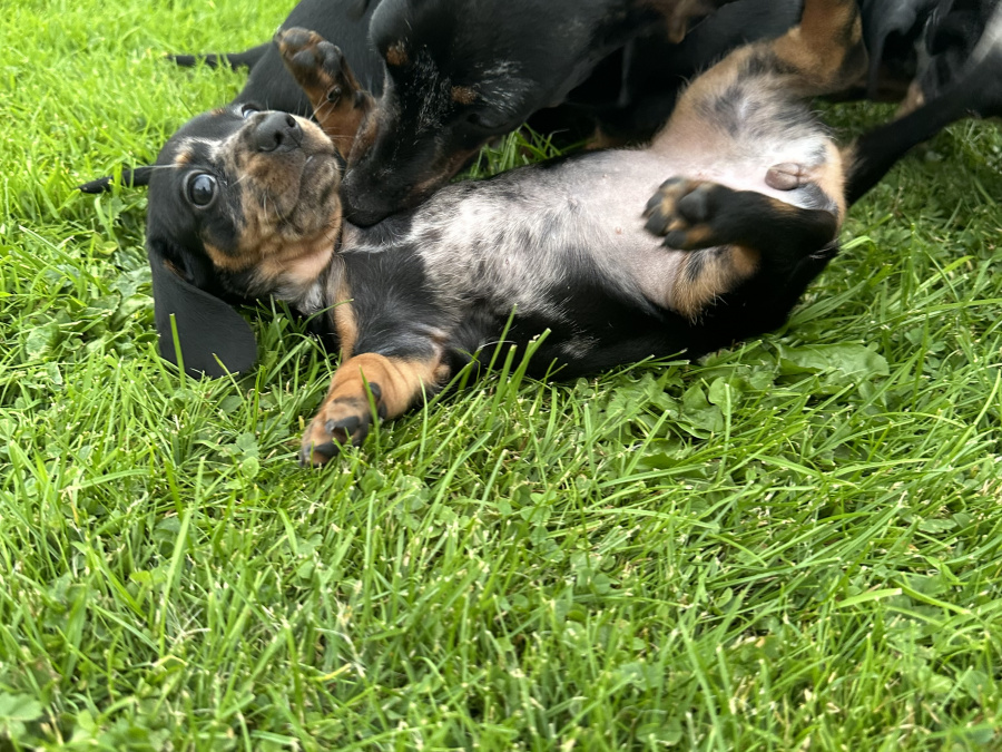 Dachshund for sale 7