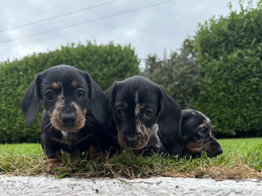 Dachshund for sale 9