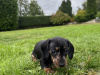 Dachshund for sale 8