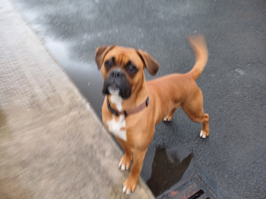 Boxer to good home