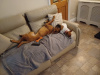 Boxer to good home 3