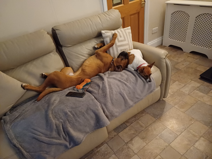 Boxer to good home 3