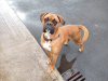 Boxer to good home 4