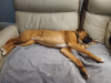 Boxer to good home 2