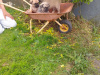 Pug puppies for sale €350 1