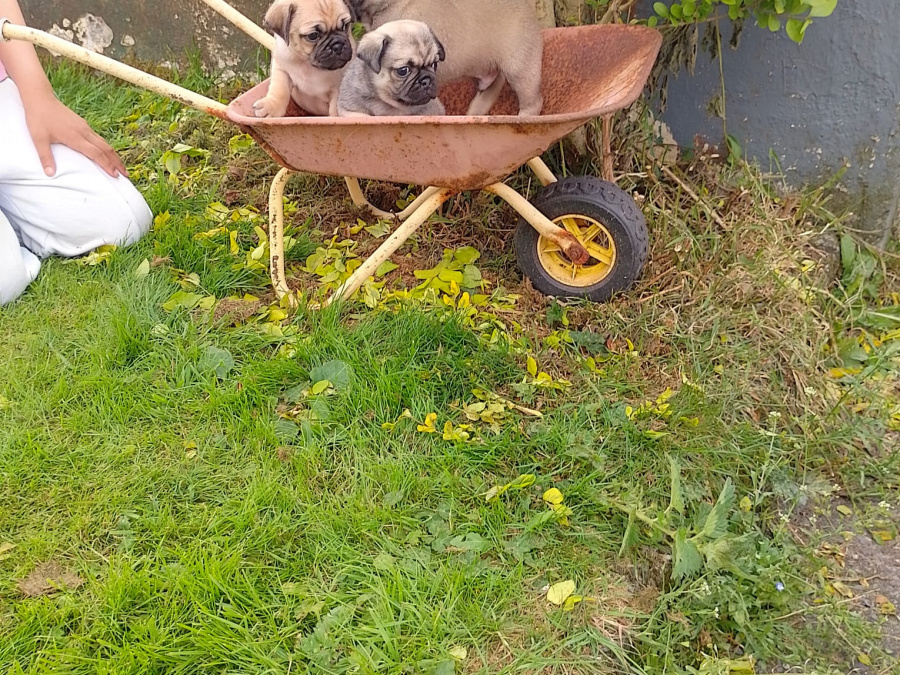 Pug puppies for sale €350 1
