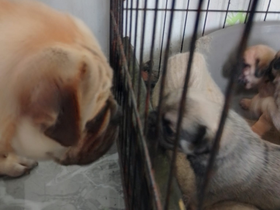 Pug puppies for sale €350 3